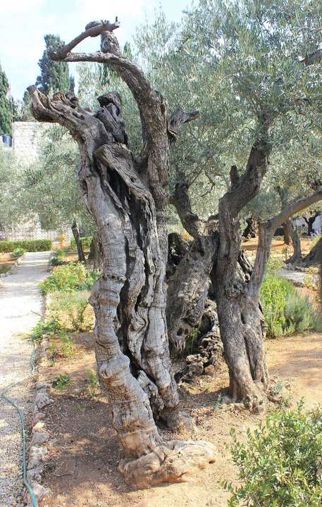 Ancient olive trees in the garden of Gethsemane, the traditional place of the prayer.